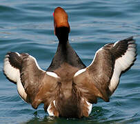 Red-crested Pochard