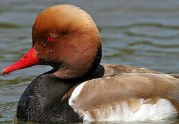 Red-crested Pochard