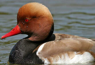 Nette rousse