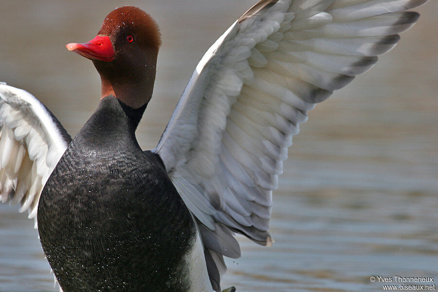 Red-crested Pochard