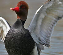 Red-crested Pochard