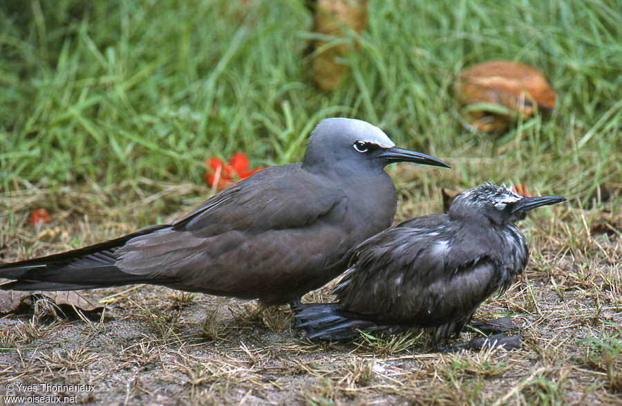 Brown Noddy