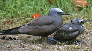 Brown Noddy