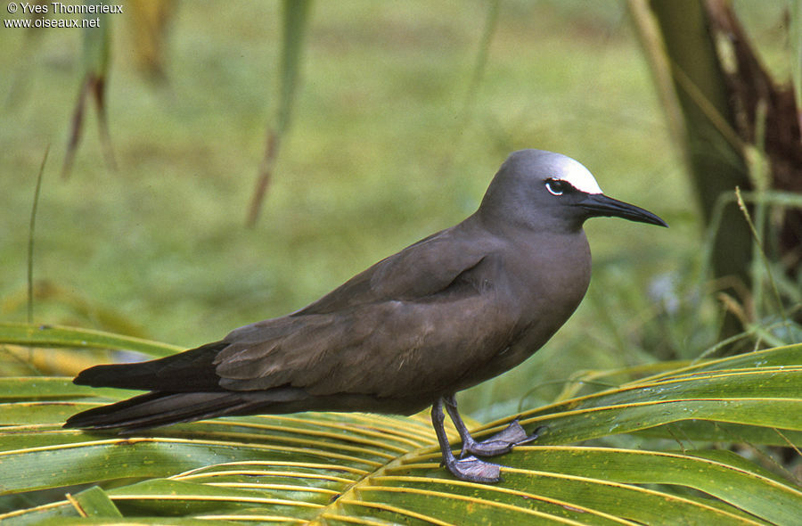 Brown Noddy