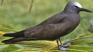 Brown Noddy