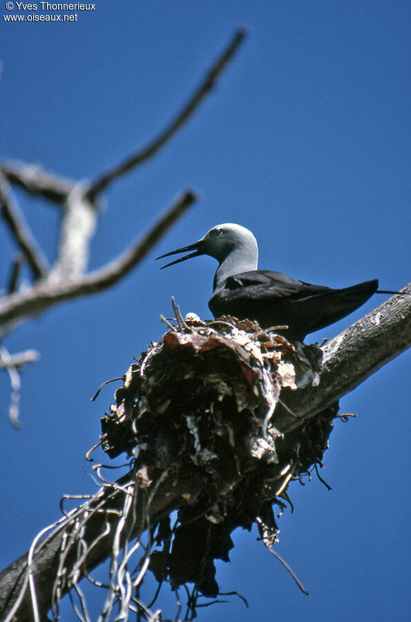 Lesser Noddy