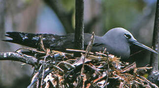 Lesser Noddy