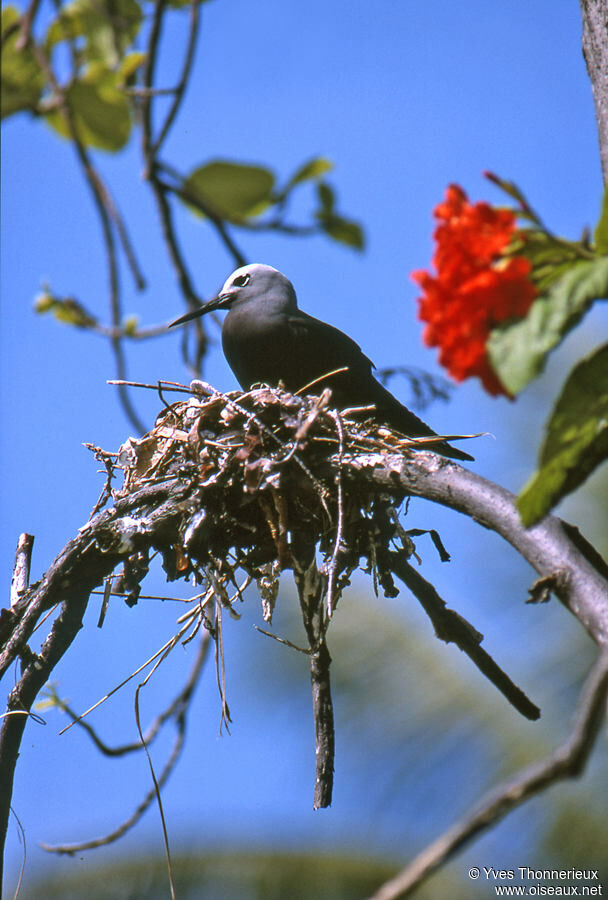 Lesser Noddy