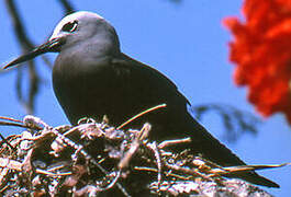 Lesser Noddy