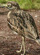 Eurasian Stone-curlew