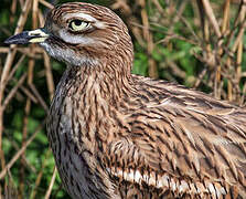 Eurasian Stone-curlew