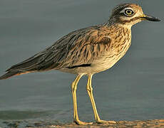 Senegal Thick-knee