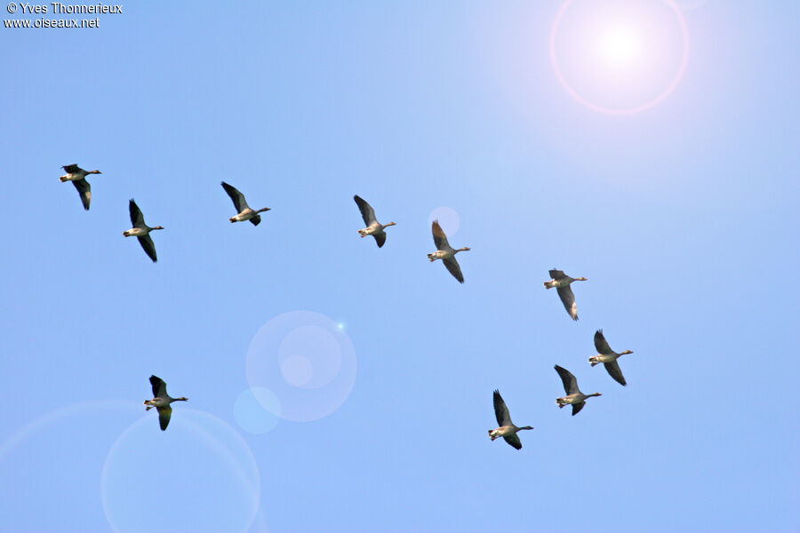 Greylag Goose