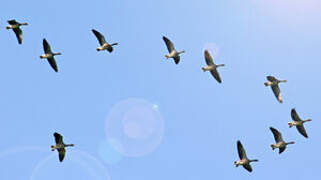 Greylag Goose