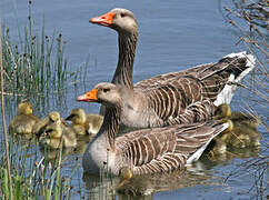 Greylag Goose