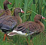 Lesser White-fronted Goose