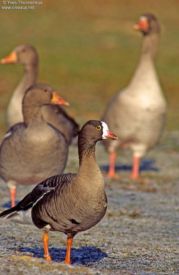 Lesser White-fronted Goose