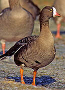 Lesser White-fronted Goose