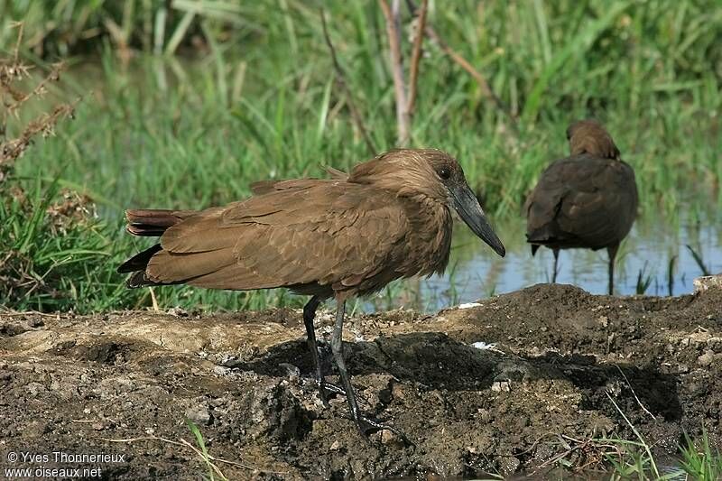 Hamerkop