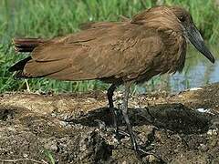 Hamerkop