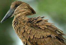 Hamerkop