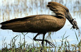 Hamerkop