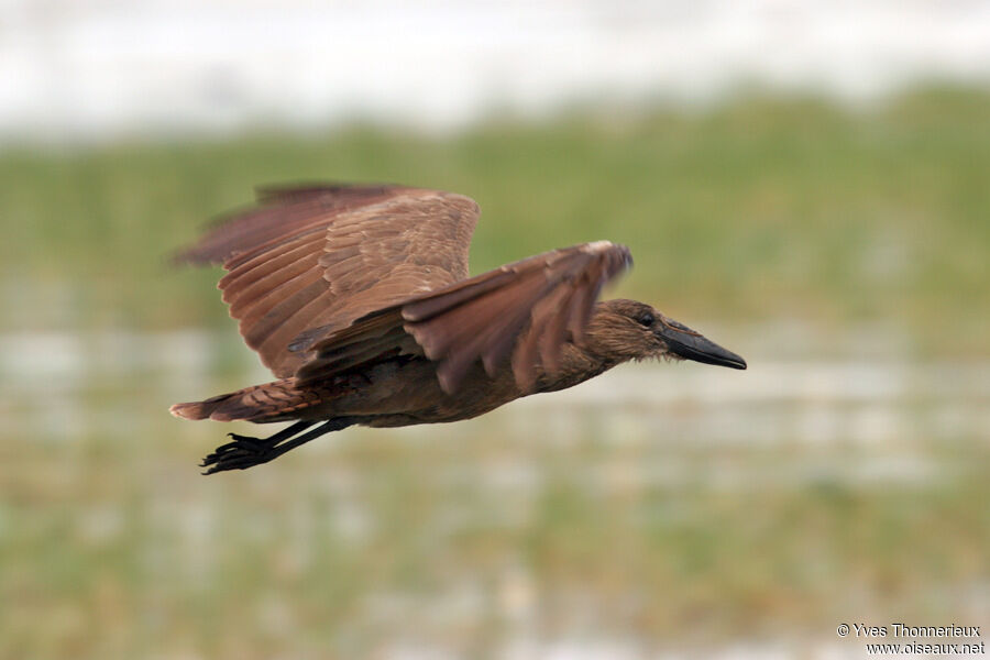 Hamerkop