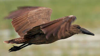 Hamerkop