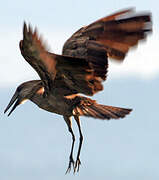 Hamerkop