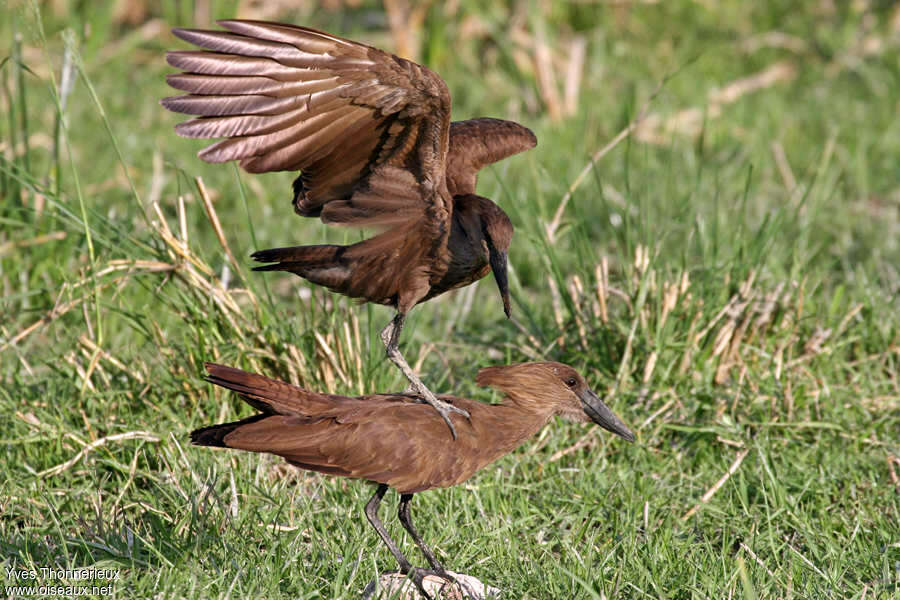 Hamerkopadult, mating.