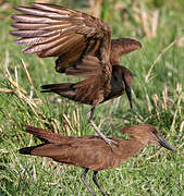 Hamerkop