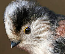 Long-tailed Tit