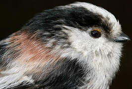 Long-tailed Tit