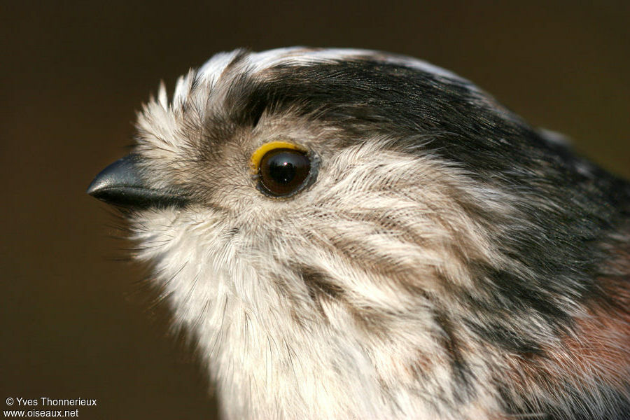 Long-tailed Titadult