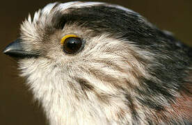 Long-tailed Tit