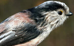 Long-tailed Tit