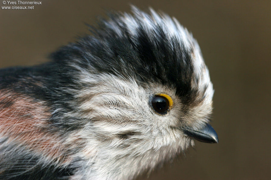 Long-tailed Titadult