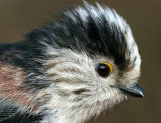 Long-tailed Tit