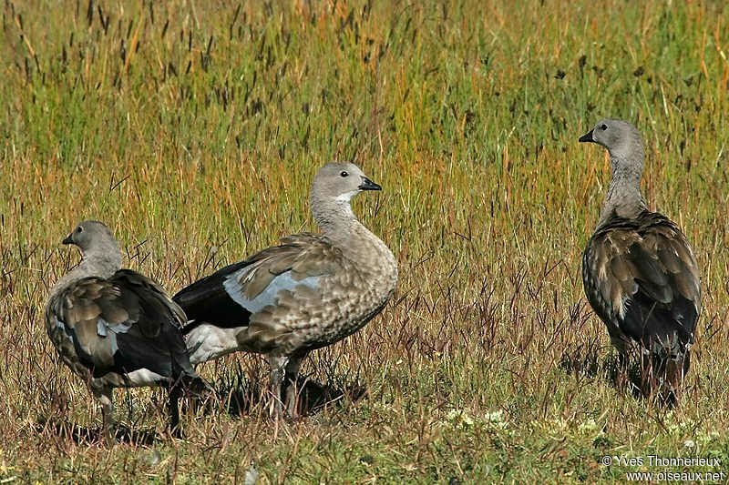 Ouette à ailes bleues