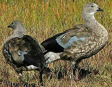 Blue-winged Goose