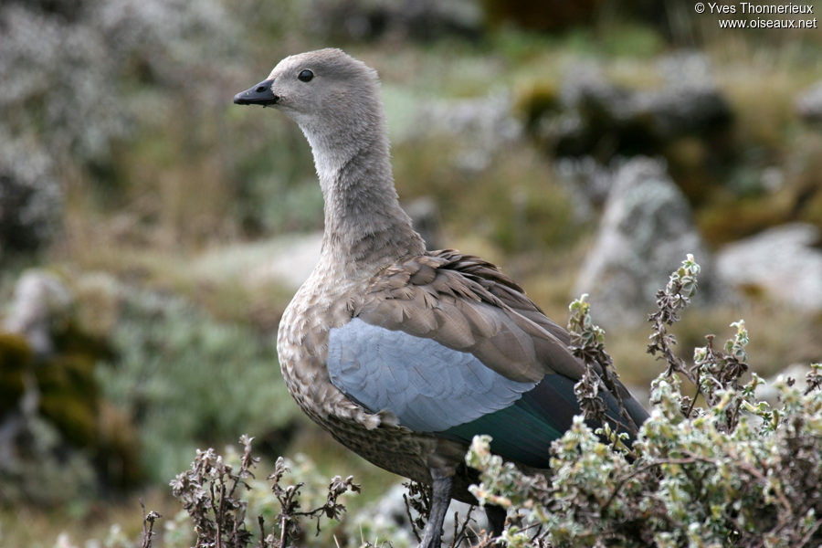 Blue-winged Gooseadult