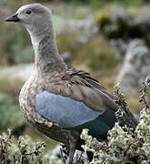 Blue-winged Goose