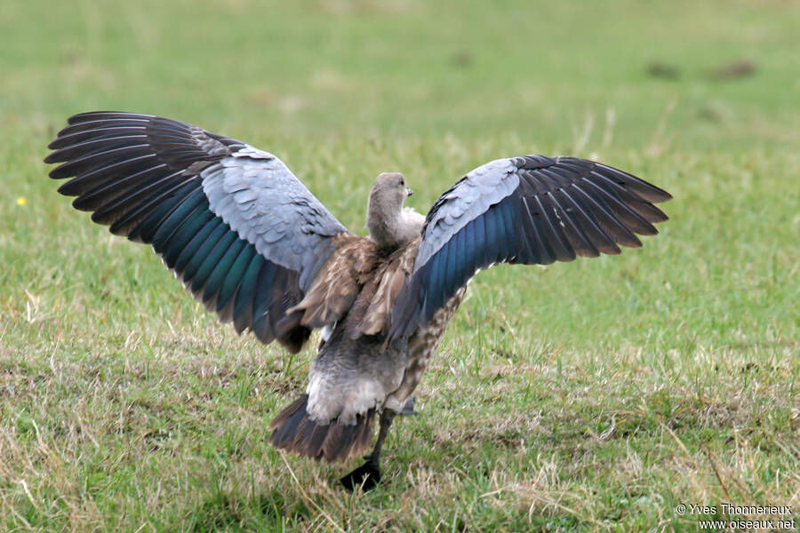 Blue-winged Gooseadult