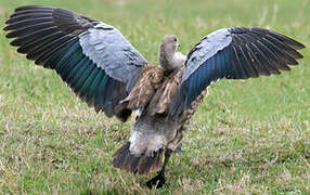 Blue-winged Goose