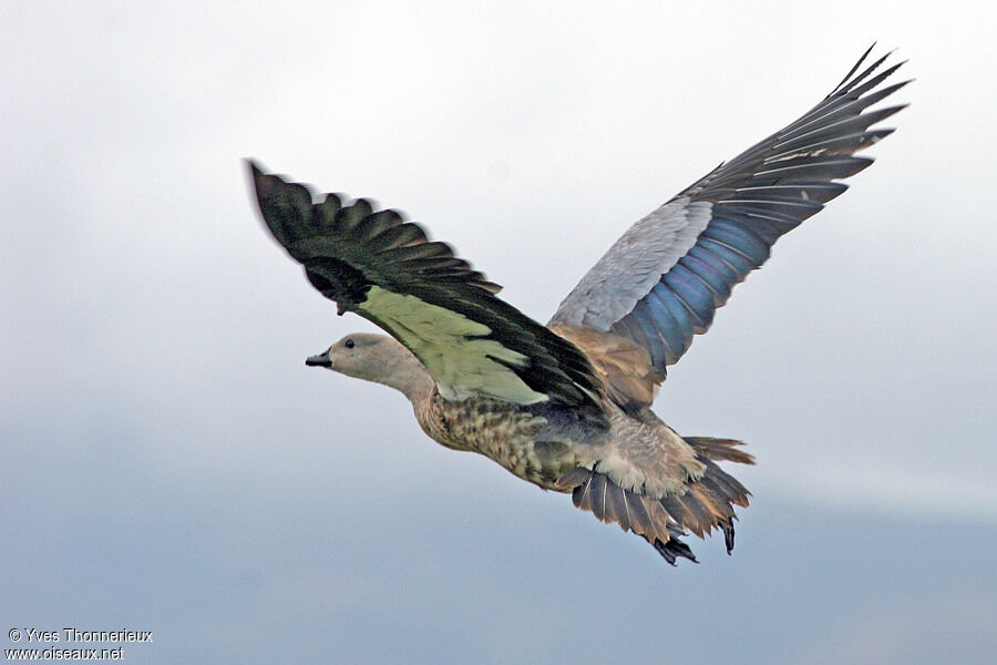 Blue-winged Gooseadult