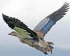 Blue-winged Goose