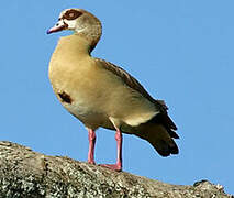 Egyptian Goose