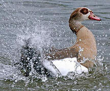 Egyptian Goose