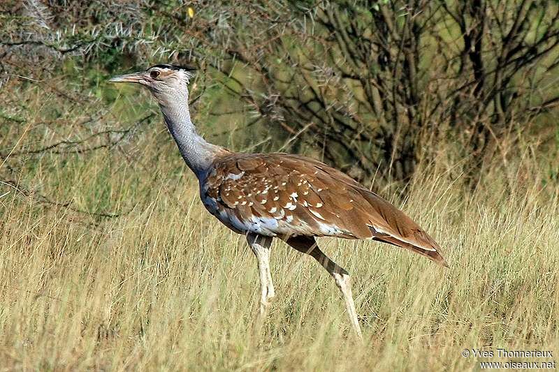 Arabian Bustard