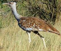 Arabian Bustard